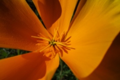 Spring Orange